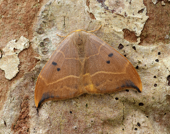 65.002 BF1646 Oak Hook-tip Watsonalla binaria