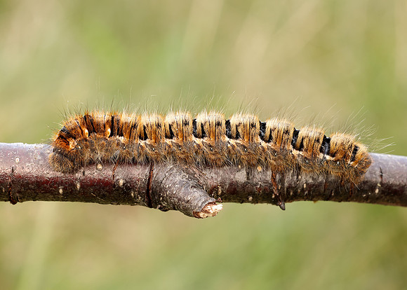 66.007 BF1637 Oak Eggar Lasiocampa quercus