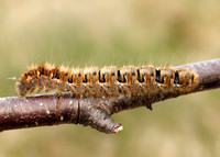 66.007 BF1637 Oak Eggar Lasiocampa quercus