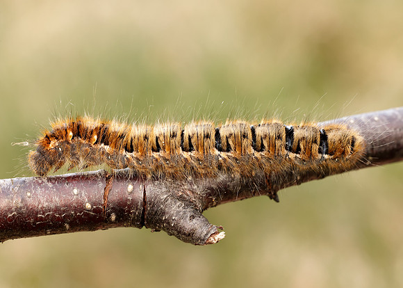 66.007 BF1637 Oak Eggar Lasiocampa quercus