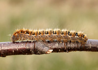 66.007 BF1637 Oak Eggar Lasiocampa quercus