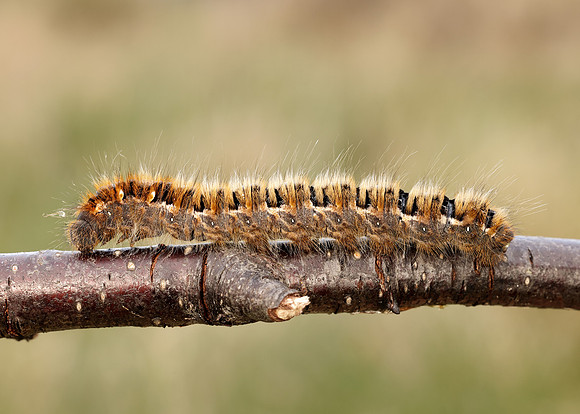 66.007 BF1637 Oak Eggar Lasiocampa quercus