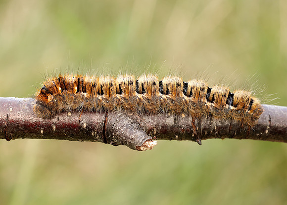 66.007 BF1637 Oak Eggar Lasiocampa quercus