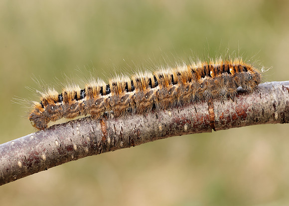 66.007 BF1637 Oak Eggar Lasiocampa quercus
