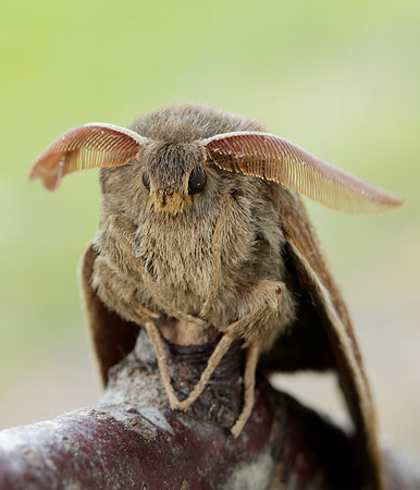66.008 BF1638 Fox Moth Macrothylacia rubi