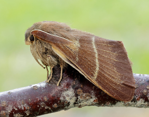 66.008 BF1638 Fox Moth Macrothylacia rubi