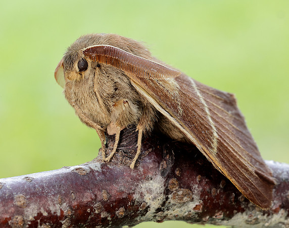 66.008 BF1638 Fox Moth Macrothylacia rubi