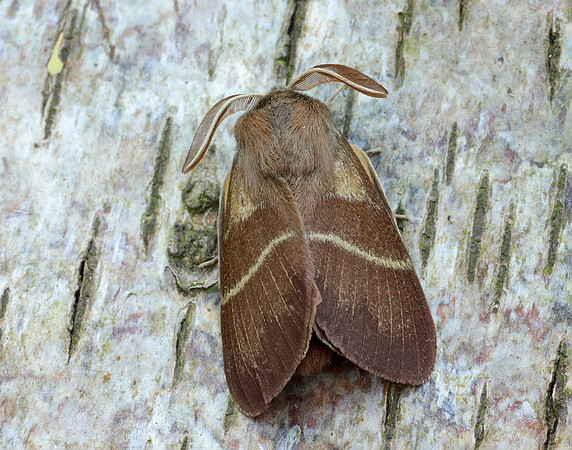 66.008 BF1638 Fox Moth Macrothylacia rubi