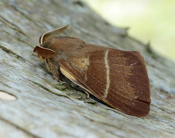 66.008 BF1638 Fox Moth Macrothylacia rubi