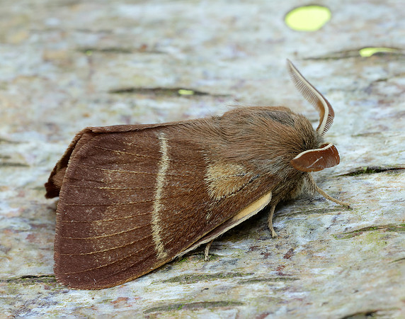 66.008 BF1638 Fox Moth Macrothylacia rubi