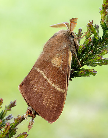 66.008 BF1638 Fox Moth Macrothylacia rubi