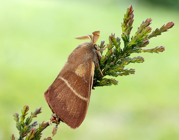 66.008 BF1638 Fox Moth Macrothylacia rubi