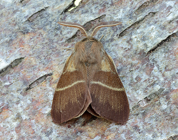 66.008 BF1638 Fox Moth Macrothylacia rubi