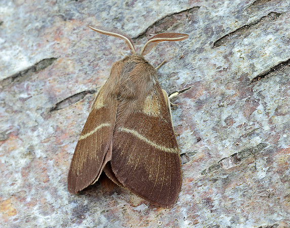 66.008 BF1638 Fox Moth Macrothylacia rubi