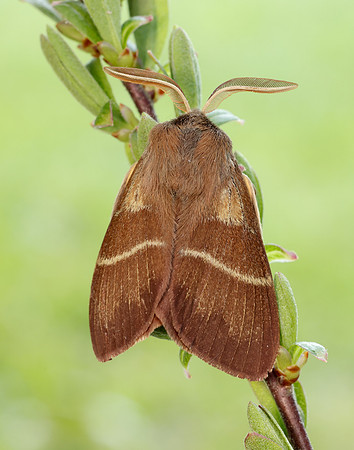 66.008 BF1638 Fox Moth Macrothylacia rubi