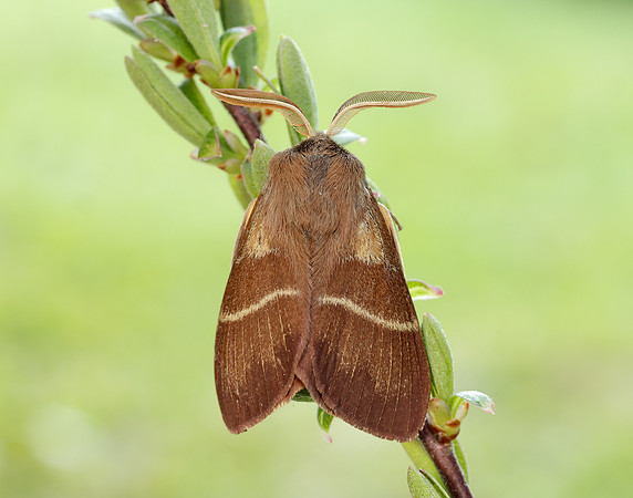 66.008 BF1638 Fox Moth Macrothylacia rubi