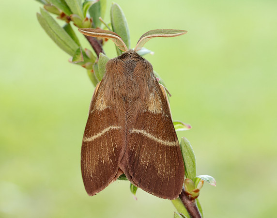 66.008 BF1638 Fox Moth Macrothylacia rubi