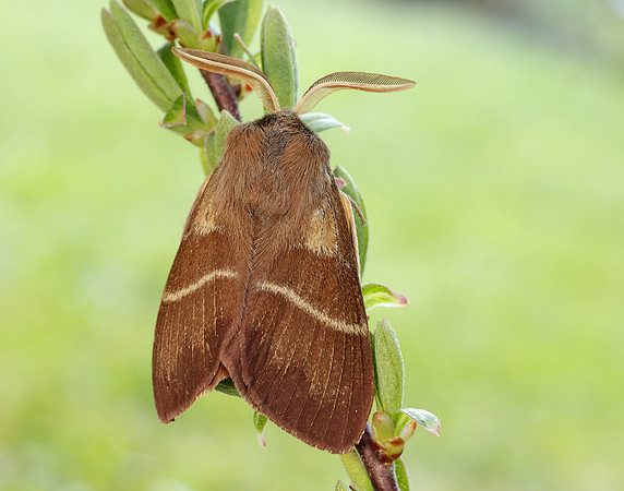 66.008 BF1638 Fox Moth Macrothylacia rubi