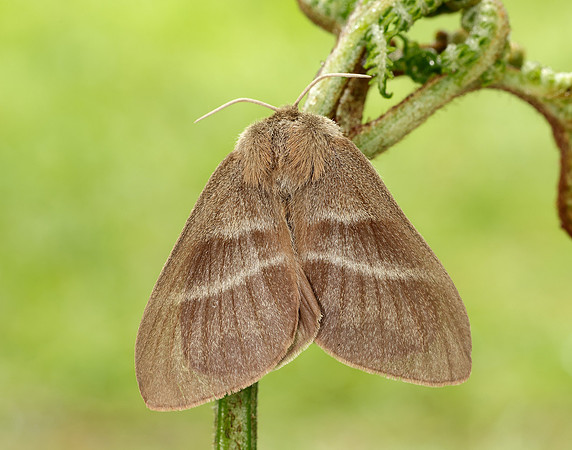66.008 BF1638 Fox Moth Macrothylacia rubi