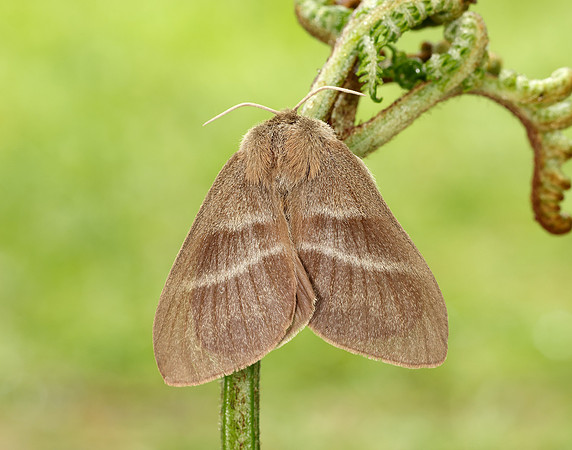 66.008 BF1638 Fox Moth Macrothylacia rubi