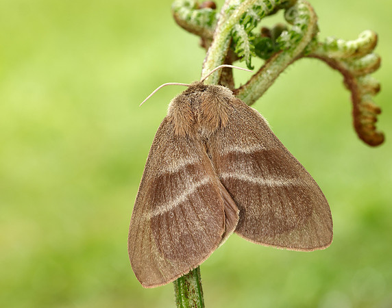 66.008 BF1638 Fox Moth Macrothylacia rubi