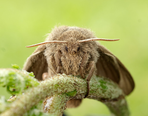 66.008 BF1638 Fox Moth Macrothylacia rubi
