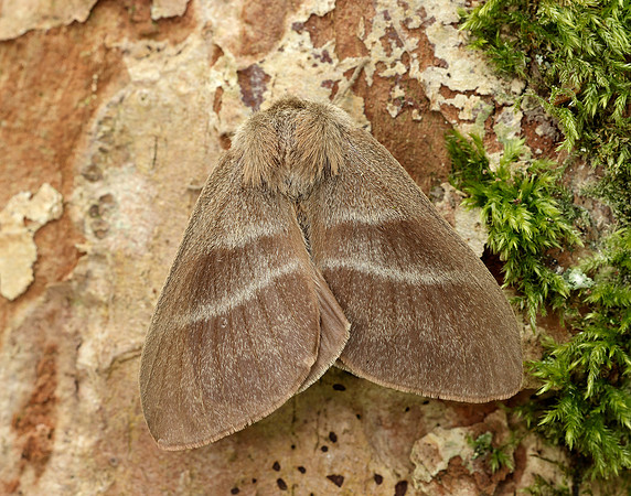 66.008 BF1638 Fox Moth Macrothylacia rubi