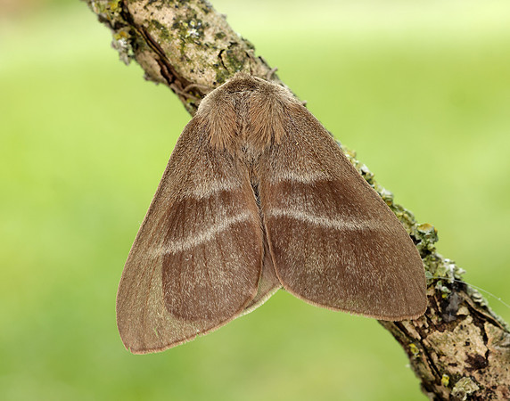 66.008 BF1638 Fox Moth Macrothylacia rubi