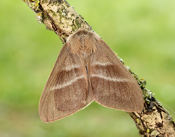 66.008 BF1638 Fox Moth Macrothylacia rubi