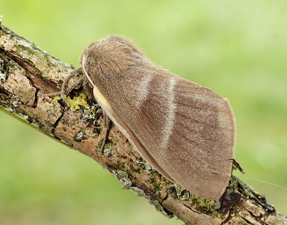 66.008 BF1638 Fox Moth Macrothylacia rubi