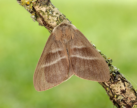 66.008 BF1638 Fox Moth Macrothylacia rubi