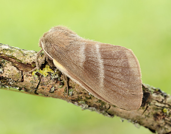 66.008 BF1638 Fox Moth Macrothylacia rubi