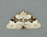 70.054 BF1727 Silver-ground Carpet Xanthorhoe montanata