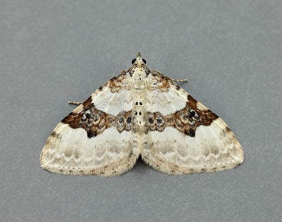 70.054 BF1727 Silver-ground Carpet Xanthorhoe montanata