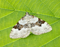 70.054 BF1727 Silver-ground Carpet Xanthorhoe montanata
