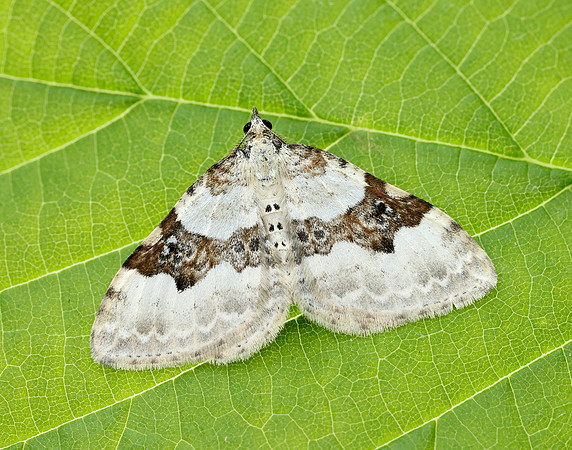 70.054 BF1727 Silver-ground Carpet Xanthorhoe montanata