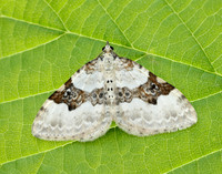 70.054 BF1727 Silver-ground Carpet Xanthorhoe montanata