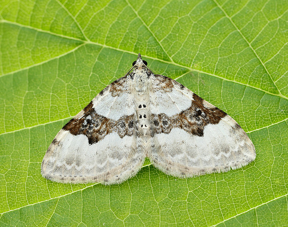 70.054 BF1727 Silver-ground Carpet Xanthorhoe montanata