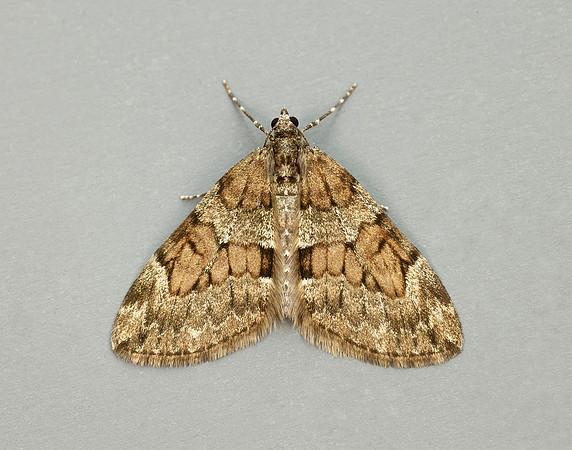 70.081 BF1768 Grey Pine Carpet Thera obeliscata