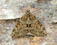 70.081 BF1768 Grey Pine Carpet Thera obeliscata