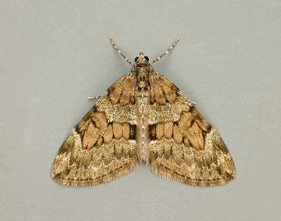 70.081 BF1768 Grey Pine Carpet Thera obeliscata