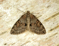 70.081 BF1768 Grey Pine Carpet Thera obeliscata