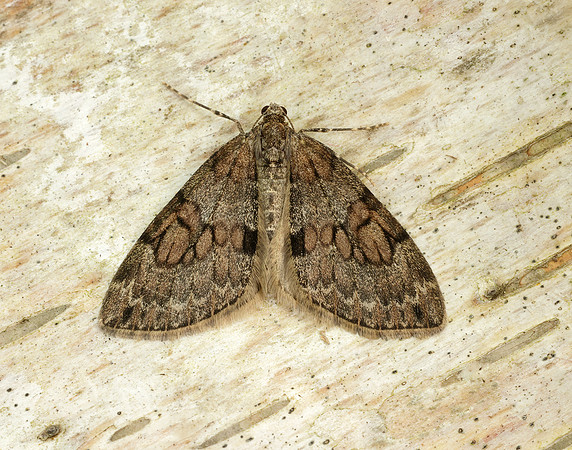 70.081 BF1768 Grey Pine Carpet Thera obeliscata