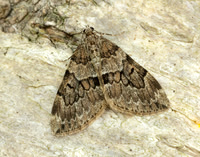 70.081 BF1768 Grey Pine Carpet Thera obeliscata