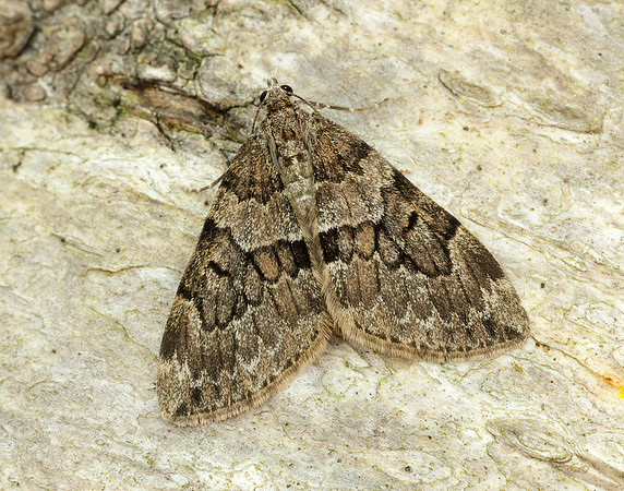70.081 BF1768 Grey Pine Carpet Thera obeliscata