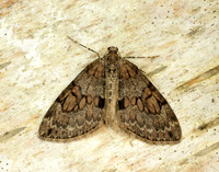 70.081 BF1768 Grey Pine Carpet Thera obeliscata