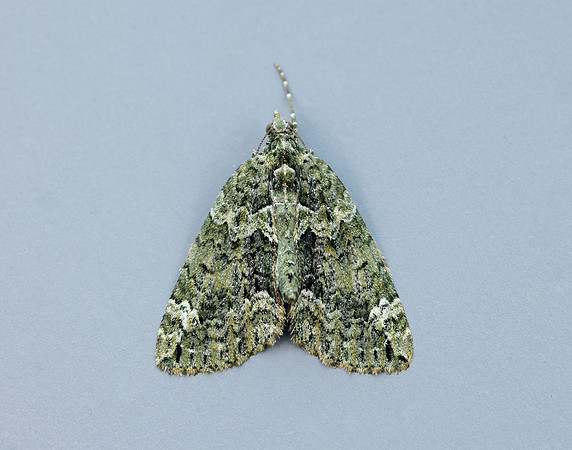 70.095 BF1760 Red-green Carpet Chloroclysta siterata