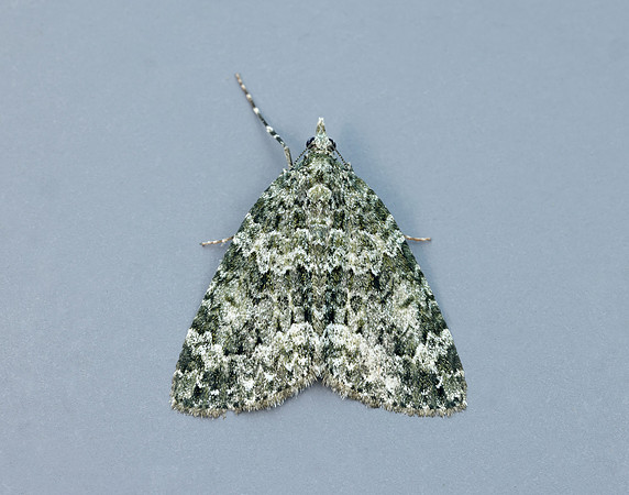 70.095 BF1760 Red-green Carpet Chloroclysta siterata