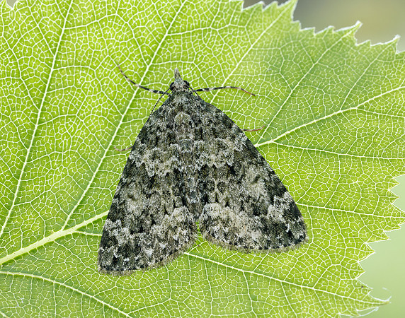 70.095 BF1760 Red-green Carpet Chloroclysta siterata