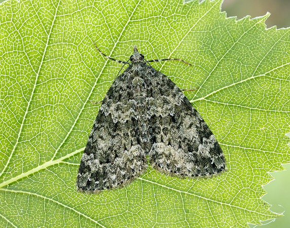 70.095 BF1760 Red-green Carpet Chloroclysta siterata